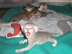 �o���؍ݓ��L