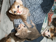 �o���؍ݓ��L