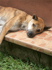 �o���؍ݓ��L