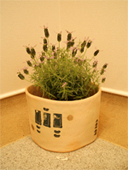 �ŋ߂̌W����