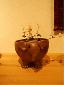 �ŋ߂̌W����