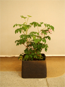 �ŋ߂̌W����